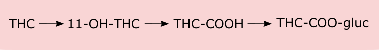 THC metabolism