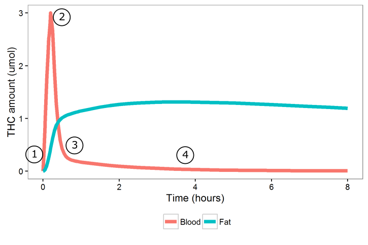 Thc Body Fat Chart