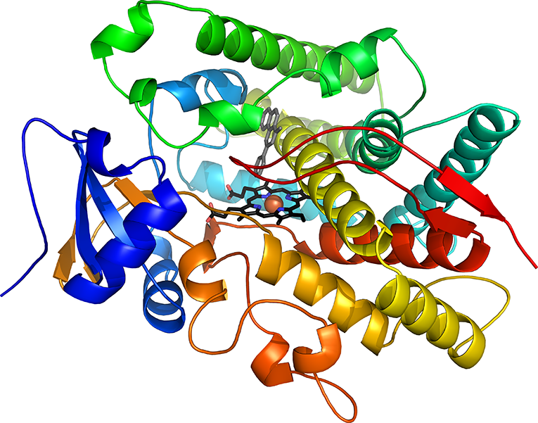 Фермент вилка. Цитохром p450. Цитохром p450 биохимия. Cyp450. Ферменты p450.